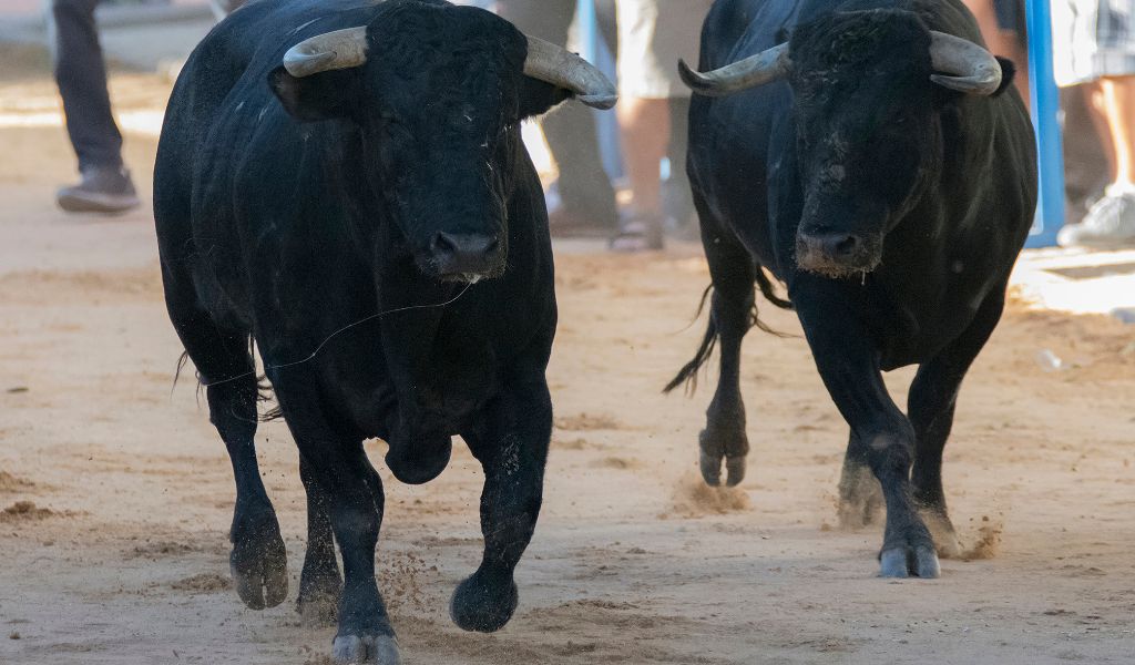 The History of Running of the Bulls: An Iconic Spanish Tradition