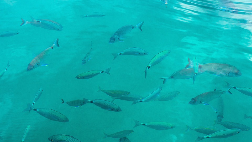 Top Things to Do in Peñíscola: Your Ultimate Travel Guide