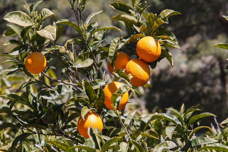 A Food Lover's Paradise: Malaga's Gastronomy Will Leave You Satisfied